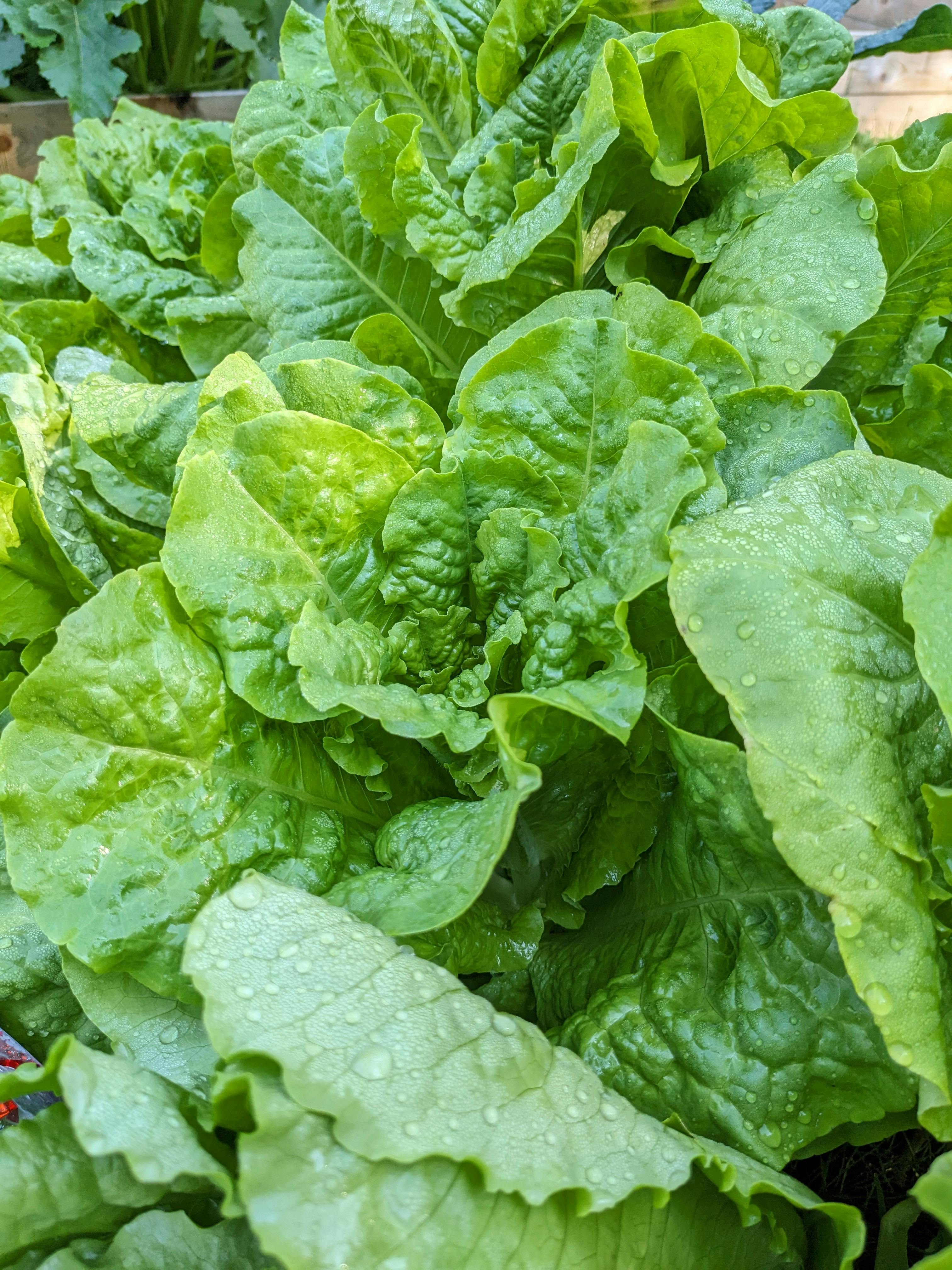 Icebeg_Lettuce