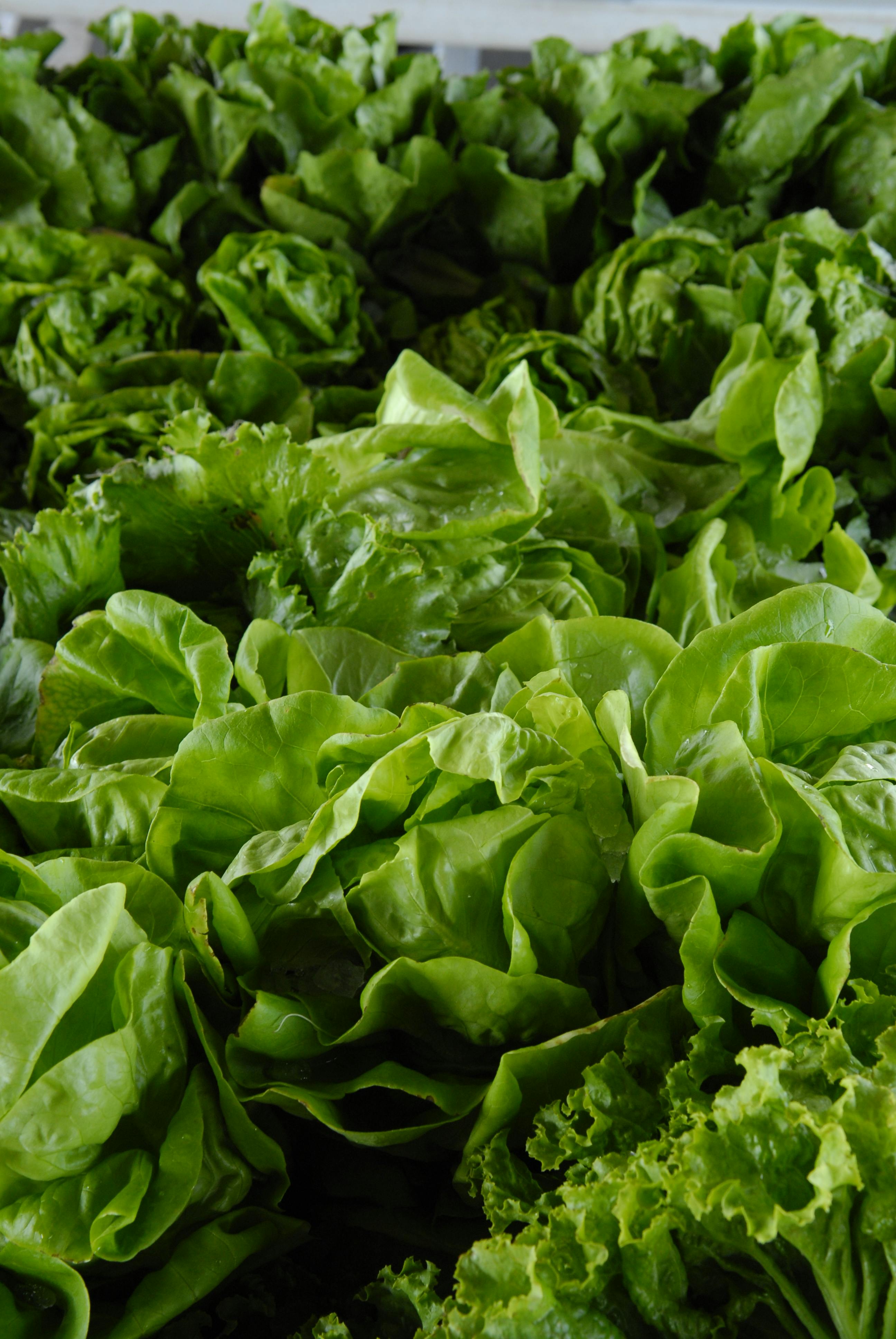 Leafy_Lettuce