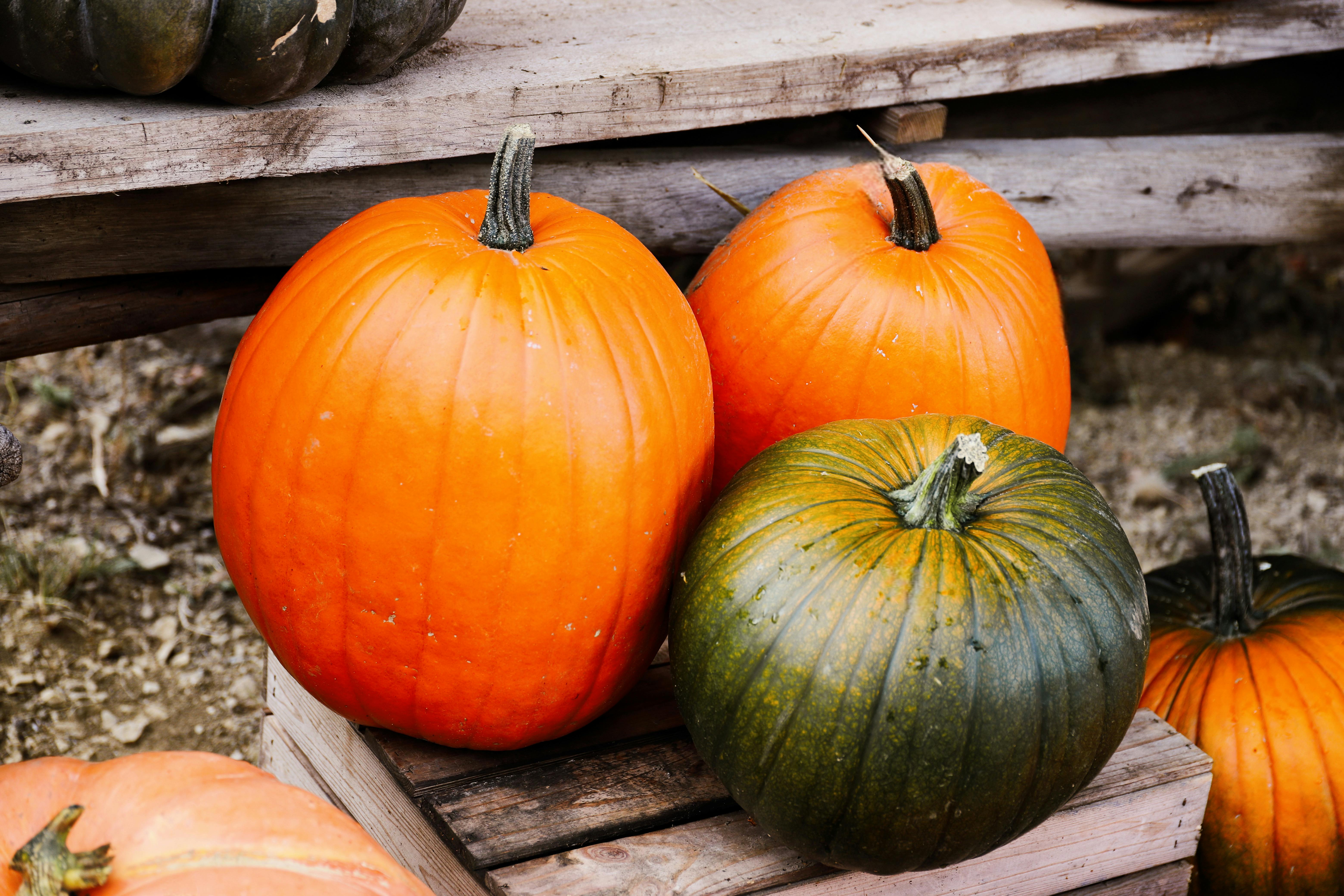 Pumkin